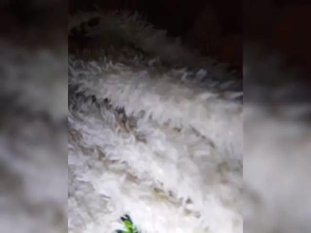 businkakira on BongaCams 