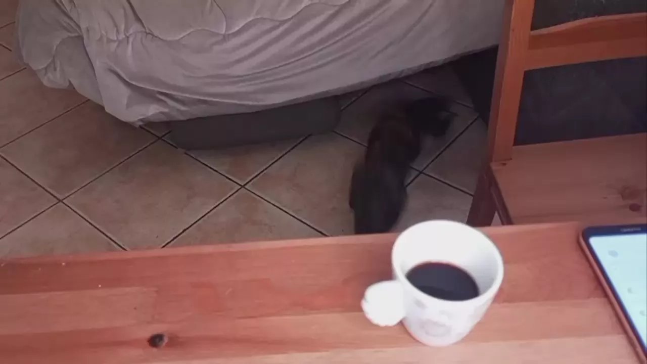 Freechat AriannaSecret on Cam4